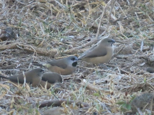 iNaturalist image