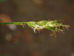 Carex spicata