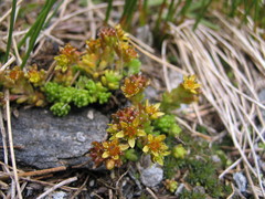 Sedum alpestre