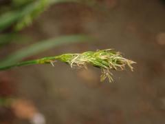 Carex spicata