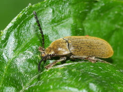 Dascillidae