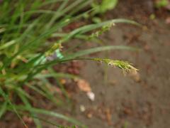 Carex spicata