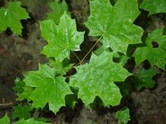 Acer platanoides