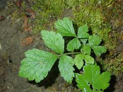 Geum urbanum