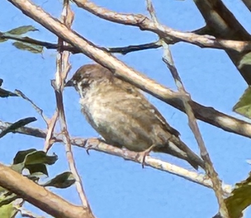 Eurasian Tree Sparrow