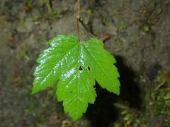 Acer pseudoplatanus