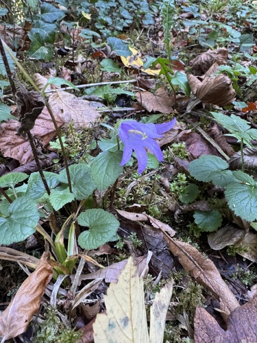 Nettle-leaved Bellflower