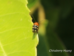 Cryptocephalus luteosignatus