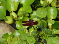 Neurothemis ramburii