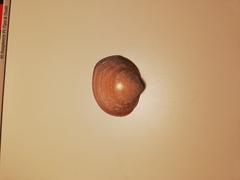 Glycymeris nummaria
