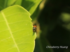 Cryptocephalus luteosignatus