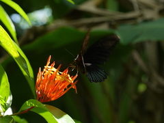 Papilio memnon agenor