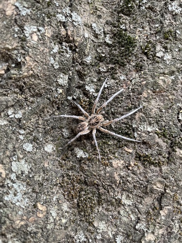 Geolycosa vultuosa