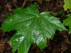 Acer platanoides