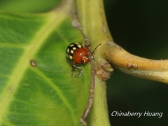 Cryptocephalus luteosignatus