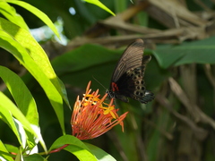 Papilio memnon agenor