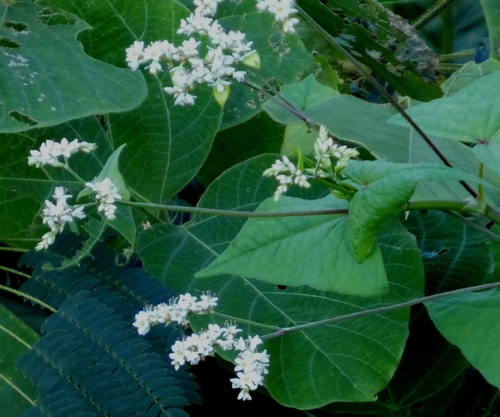 Fagopyrum cymosum, 2026-10-10
