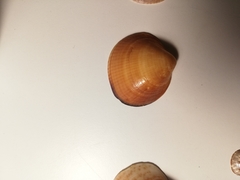 Glycymeris nummaria