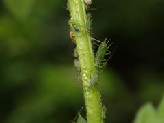 Macrosiphum gei