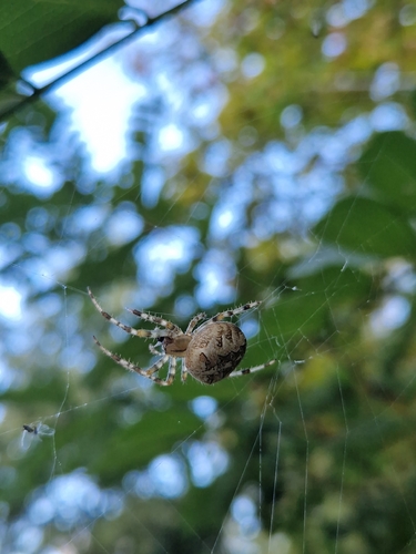 Cross Orbweaver