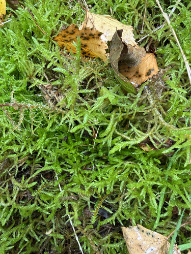 Neat Feather-moss