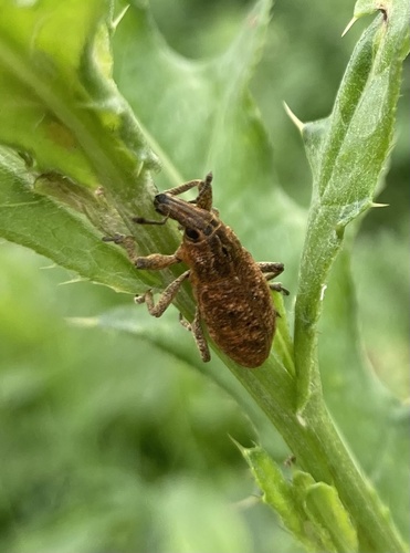 Large Thistle Weevil