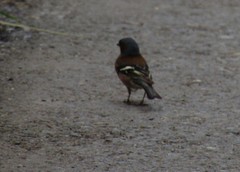 Fringilla coelebs