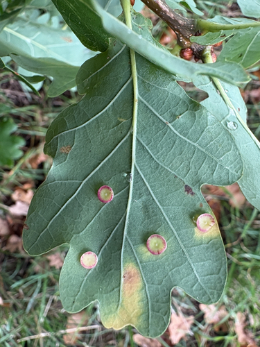 Smooth Spangle Gall Wasp