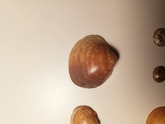 Glycymeris nummaria