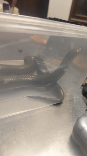 Rice Paddy Snake
