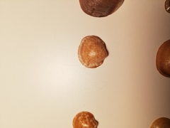 Glycymeris nummaria