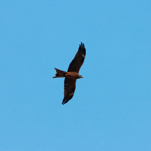 Black Kite