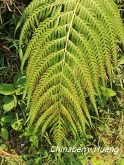 Woodwardia prolifera