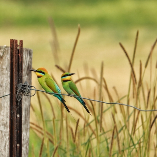 Rainbow Bee-eater