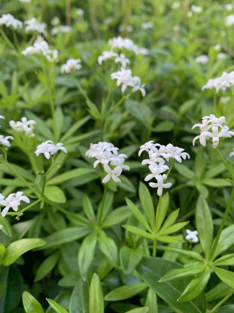 Galium odoratum