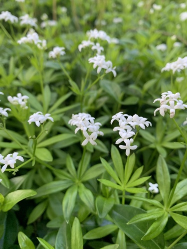 Galium odoratum (L.) Scop.