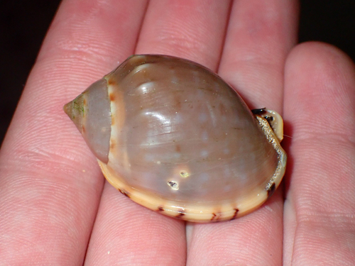 Semicassis labiata observed 2026-10-10