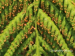 Woodwardia prolifera