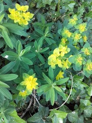 Euphorbia epithymoides