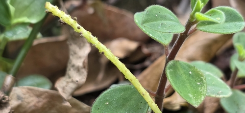 Peperomia leptostachya observed 2026-10-12