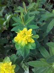 Euphorbia epithymoides