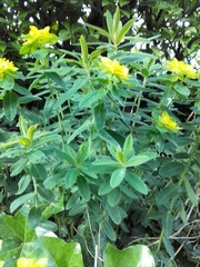Euphorbia epithymoides