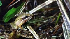 Indosylvirana nicobariensis