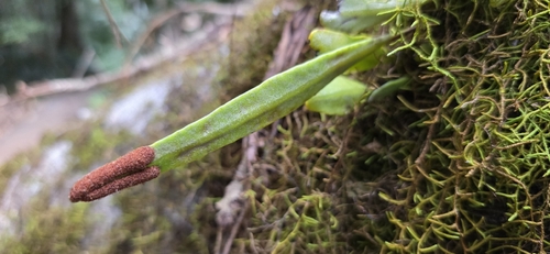 Pyrrosia confluens observed 2026-10-12
