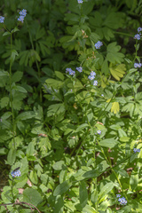 Myosotis krylovii