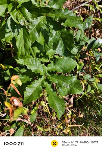 Quercus fabrei observed 2026-10-12