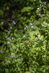 Myosotis krylovii