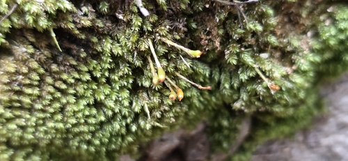 Hollia myrmecoa observed 2026-10-12