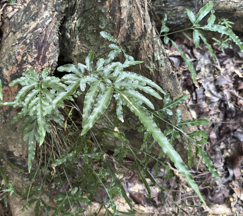 Pteris ensiformis observed 2026-10-10