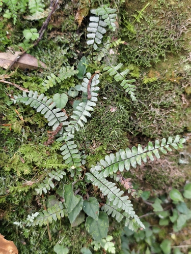 Asplenium normale observed 2026-10-12